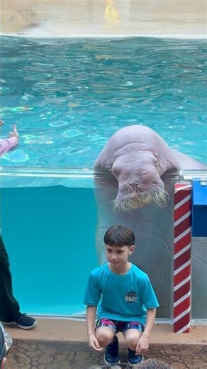 Slowpoke the Splashing Seaworld’s walrus