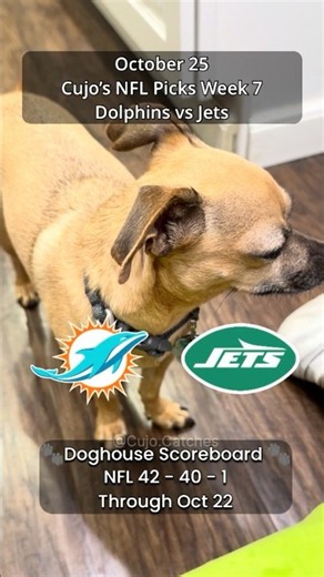 Cujo’s NFL Picks | Miami Dolphins vs New York Jets 🏈 10-25-2026 #CujoCatches