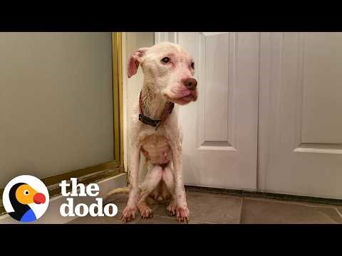 Skinny Pittie Found All Alone Won’t Let Go Of Her Toys | The Dodo