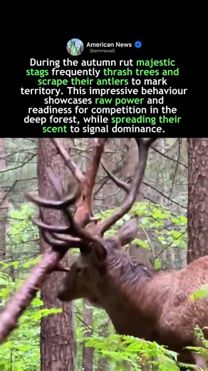 RED DEER RUBBING ANTLERS ON TREES