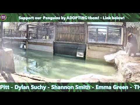 LIVE!! Penguin Pool Webcam – Birdland Park and Gardens, Cotswolds