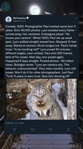 11 Years Ignored… Then the Lynx Finally Posed 😳🐾