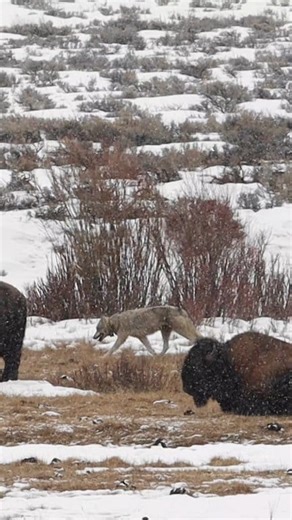 A lone wolf passes through a bison herd in the falling snow. She was on a scent trail! Taken in the spectacular Yellowstone National Park. #snow #outdoors #nature #animals #Wildlife | Michael Hodges, Author