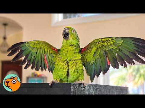 Parrot Lived In Garage For 12 Years Before Woman Saved Him