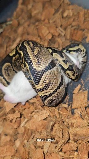 Python Snake Eating Giant Mouse #python #mouse #insects #wildlife #rat #snake | Insect Forest