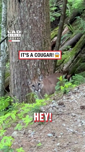 Man Nearly Misses Cougar Blending Into the Trees 😳