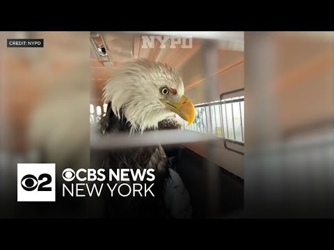 Bald eagle dies after being rescued from icy Hudson River