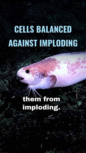 The Deepest Fish Ever Filmed. Below It, Nothing.