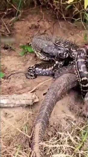🦎🐍Monitor Lizard and Rock python fighting in the Forest