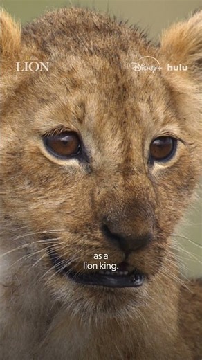 Lion NOW STREAMING