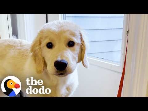 Golden Retriever Rings A Bell To Go Play In The Snow | The Dodo