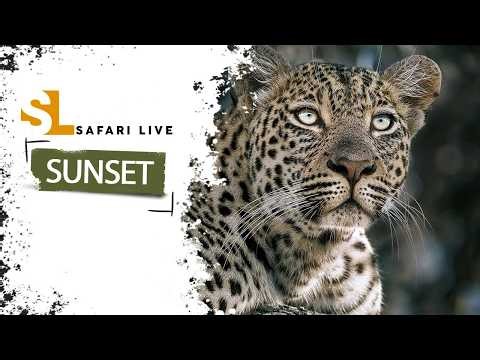 Where are the wild dogs? They are everywhere - SafariLIVE Sunset - 18 April 2026