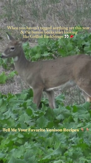 What Are Some Of Your Favorite Venison Recipes? #huntingshorts #venison #venisonrecipe #hunting