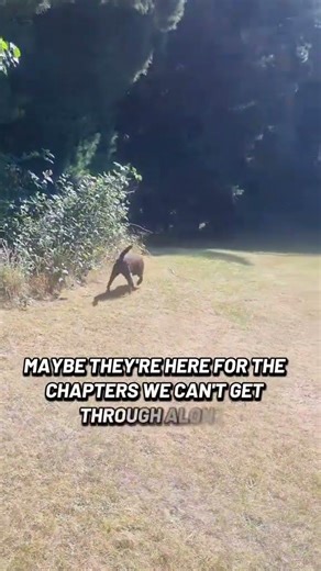 Walking Charlie… with a little wisdom along the way 🐶🚶‍♂️✨