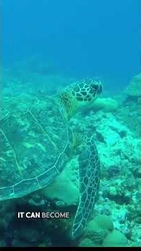 How Do Baby Sea Turtles Find the Ocean Without Their Mother?