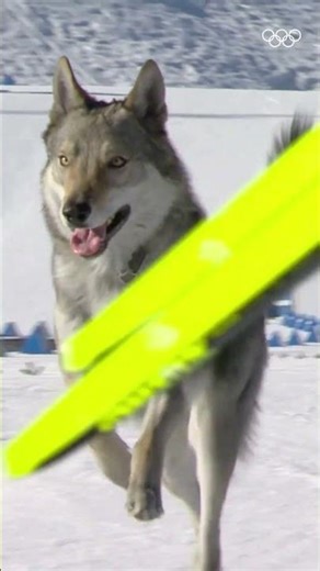 Cross-country, with a surprise guest. #OMEGAOfficialTimeKeeper #WinterOlympics