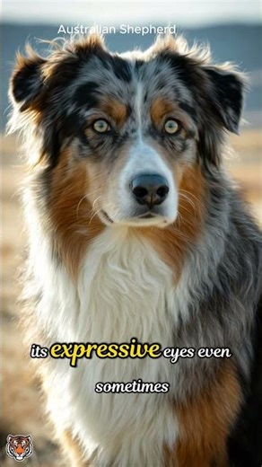 Why Australian Shepherds Are Actually Perfect Dogs #dog #australianshepherd #dogbreed