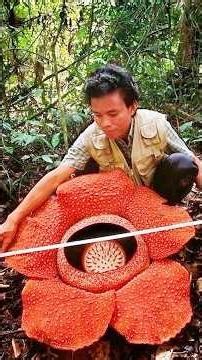 Creepy Plants That Trap Animals And Slowly Digest Them