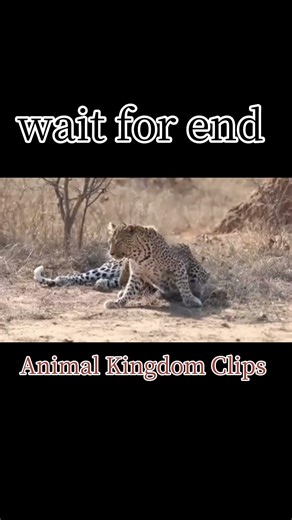 Tow Leopard Crazy Fight Breaks Out 😱 | Small Argument Turns Violent in Seconds!