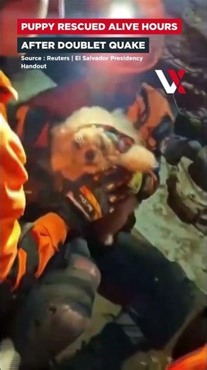 Puppy Rescued Alive From Venezuela Earthquake Rubble Days After Deadly Quakes | VERTEX