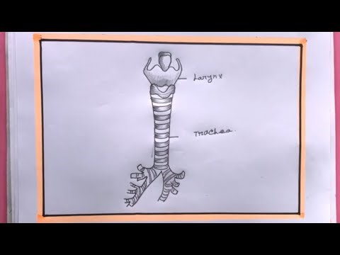 How To Draw Trachea Easy Step By Step/Trachea Drawing Easy