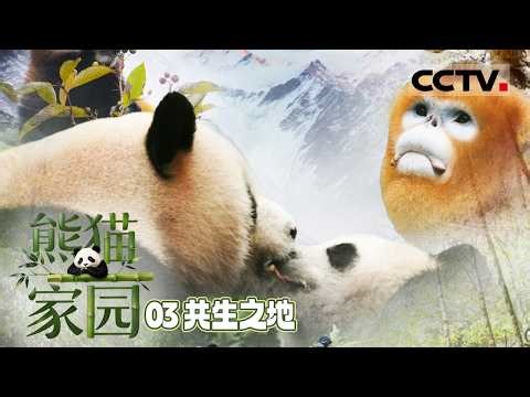 《自然中国之熊猫家园》03 共生之地：从“生态孤岛”到“生命廊道” 大熊猫国家公园正在上演一场静默而壮阔的生态修复【CCTV纪录】