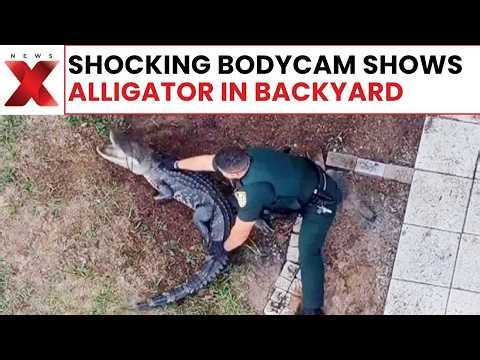 Bodycam shows Florida police officer pulling alligator from pool.mp4