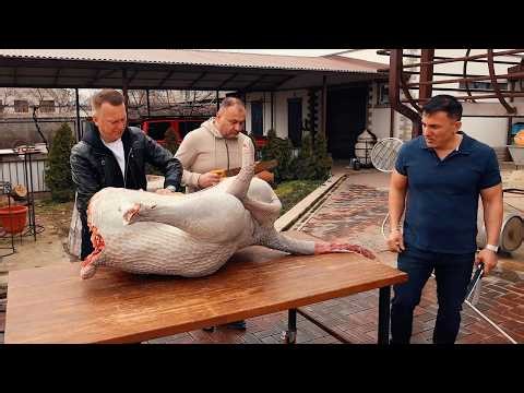 GIANT OSTRICH FEAST! PRIMITIVE OUTDOOR COOKING & SIX EXOTIC MEAT RECIPES LIVE