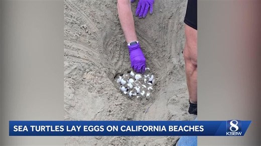 Watch KSBW Action News 8 Free | Haystack News