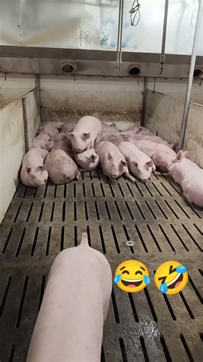 My lovely pig🥰🤣.#funnyanimals #animals #farming #pig #highlights