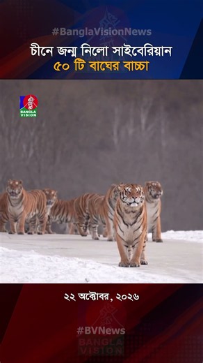 চীনে জন্ম নিলো সাইবেরিয়ান ৫০ টি বাঘের বাচ্চা