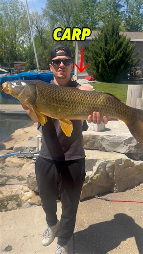 Catch And Cook! Does Carp Taste Good?