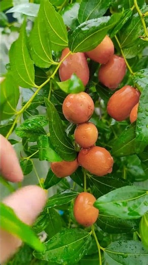 Táo tàu Babyred khỏe, sai trái, quả ăn ngọt giòn nhưng mùa mưa nứt trái #farm #jujubee #garden
