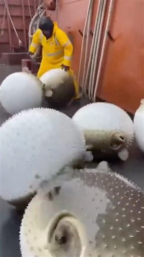 Massive Pufferfish Flood the Deck in Storm Chaos — “Watch Your Step!” 😨🐡