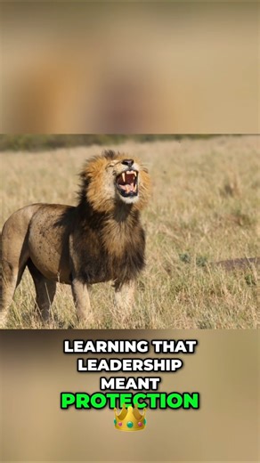 Lion Pride Secrets: Strategy, Survival & Power