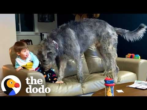 140-Pound Wolfhound Thinks He's The Tiniest Dog | The Dodo