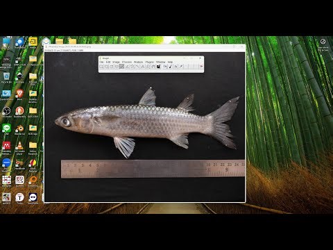 Measuring fish linear measurements from image | ImageJ