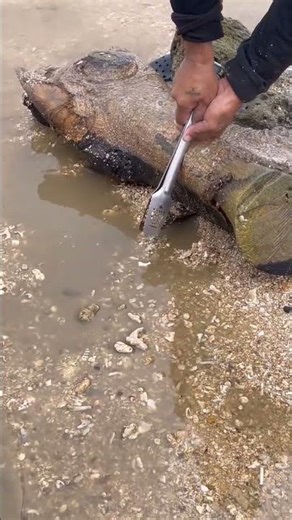 Strange Sea Animal Found Near the Shore 🐚