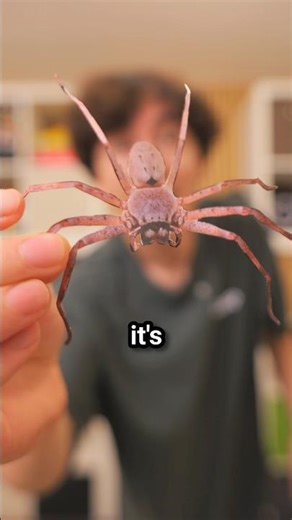 Harmless spider prank ❤️