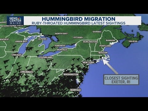 Ruby-throated hummingbirds begin their annual return to Maine