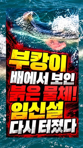 부캉이 배에서 보인 붉은 물체! 임신설 다시 터졌다!