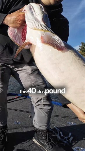 50”+ MUSKY on 10 POUND Line! 🤯 #fishing