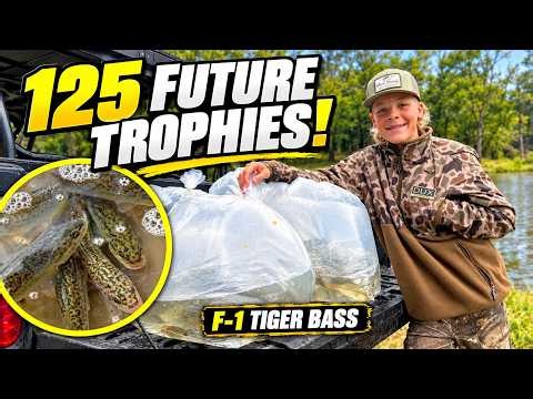 We Stocked Our Pond With Aggressive Tiger Bass!