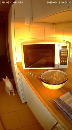 Cat Waits For Microwave Like a Roommate 😼