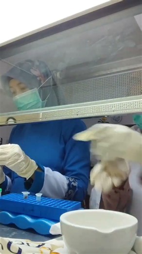 Extraction of shrimp samples to detect WSSV