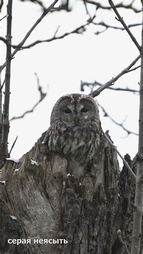 Tawny Owl
