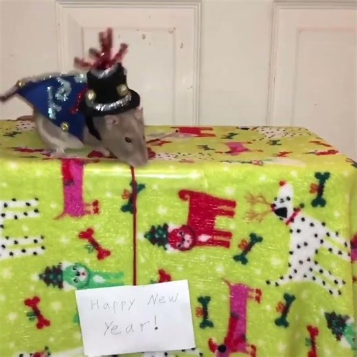 Happy new years from me and my rats! #shorts