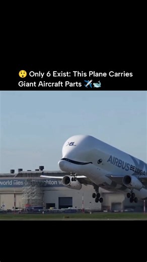 Curvico Explained on Instagram: "With only six units in existence worldwide, the Airbus BelugaXL is one of the most unusual aircraft ever produced. It was designed exclusively to meet a very specific need of Airbus: transporting giant aircraft components between its factories spread across Europe. The BelugaXL plays a crucial role in Airbus’s internal logistics. Because commercial aircraft production is divided among multiple countries, wings, fuselages, and other large sections must be moved qu