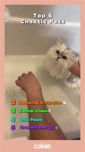 CHAOTIC PETS RANKED 🐾