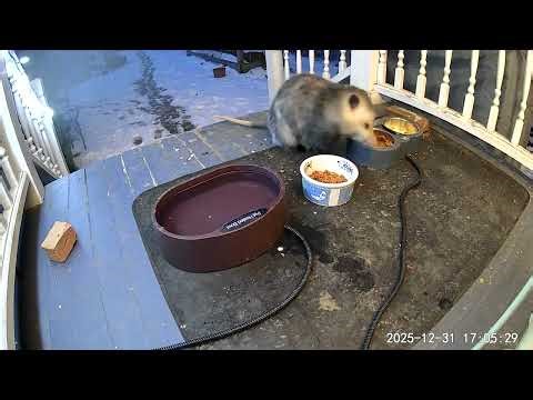 The daily opossum - and sometimes also a couple of stray cats, some raccoons, and maybe a skunk #1